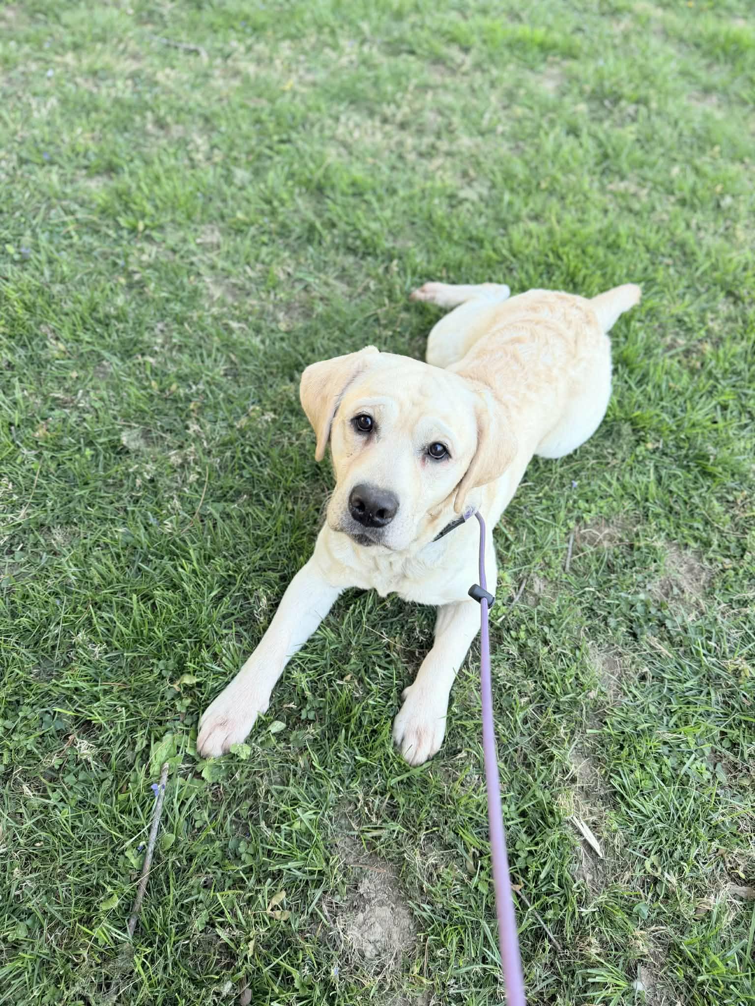 Enlarge Opie, a ADOPTABLE Labrador Retriever in Louisville, KY image 3/3