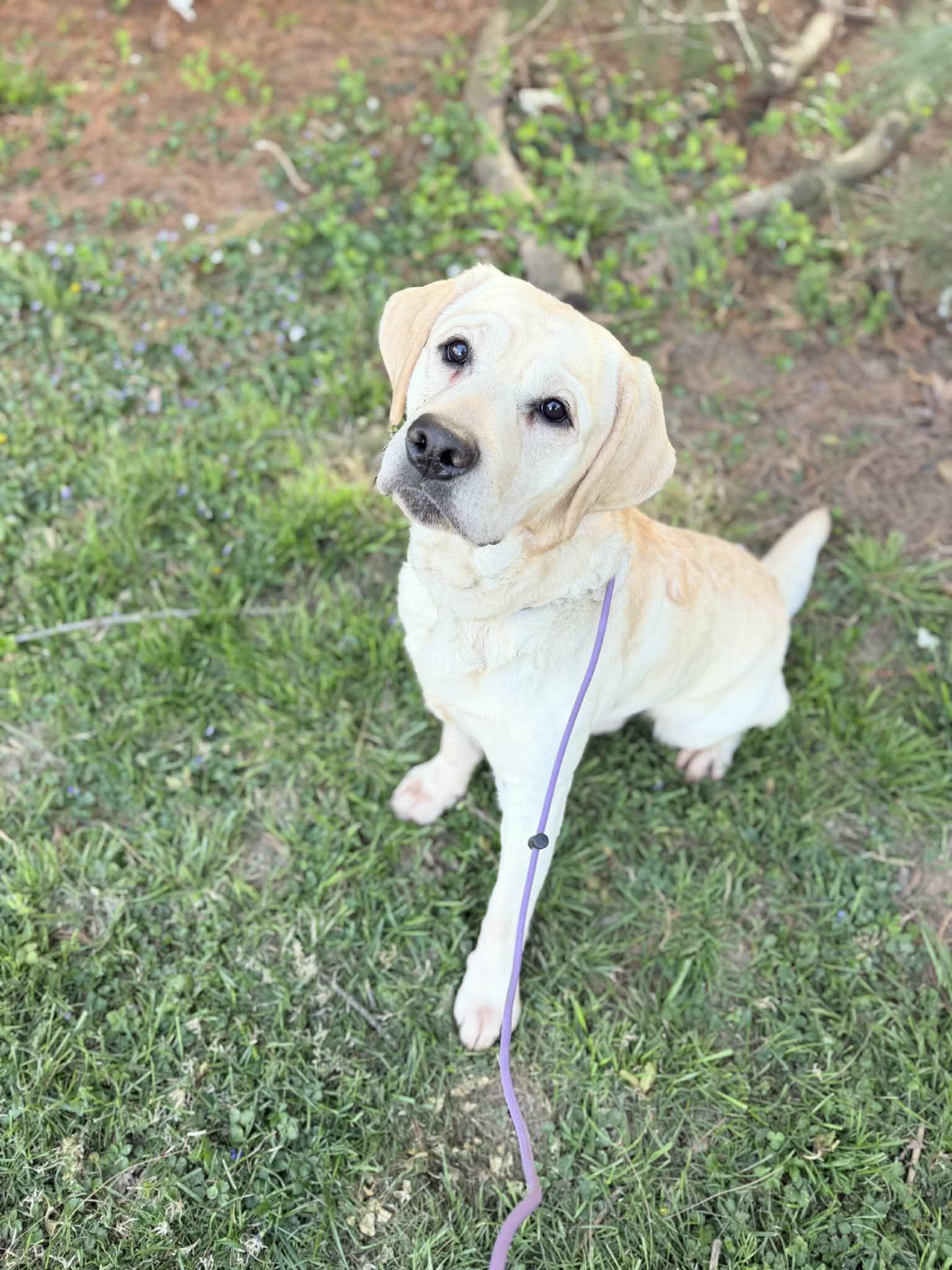 Opie, ADOPTABLE, Adult Male Labrador Retriever.