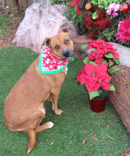 LYRA, Adoptable, Young Female Black Mouth Cur & Mixed Breed.
