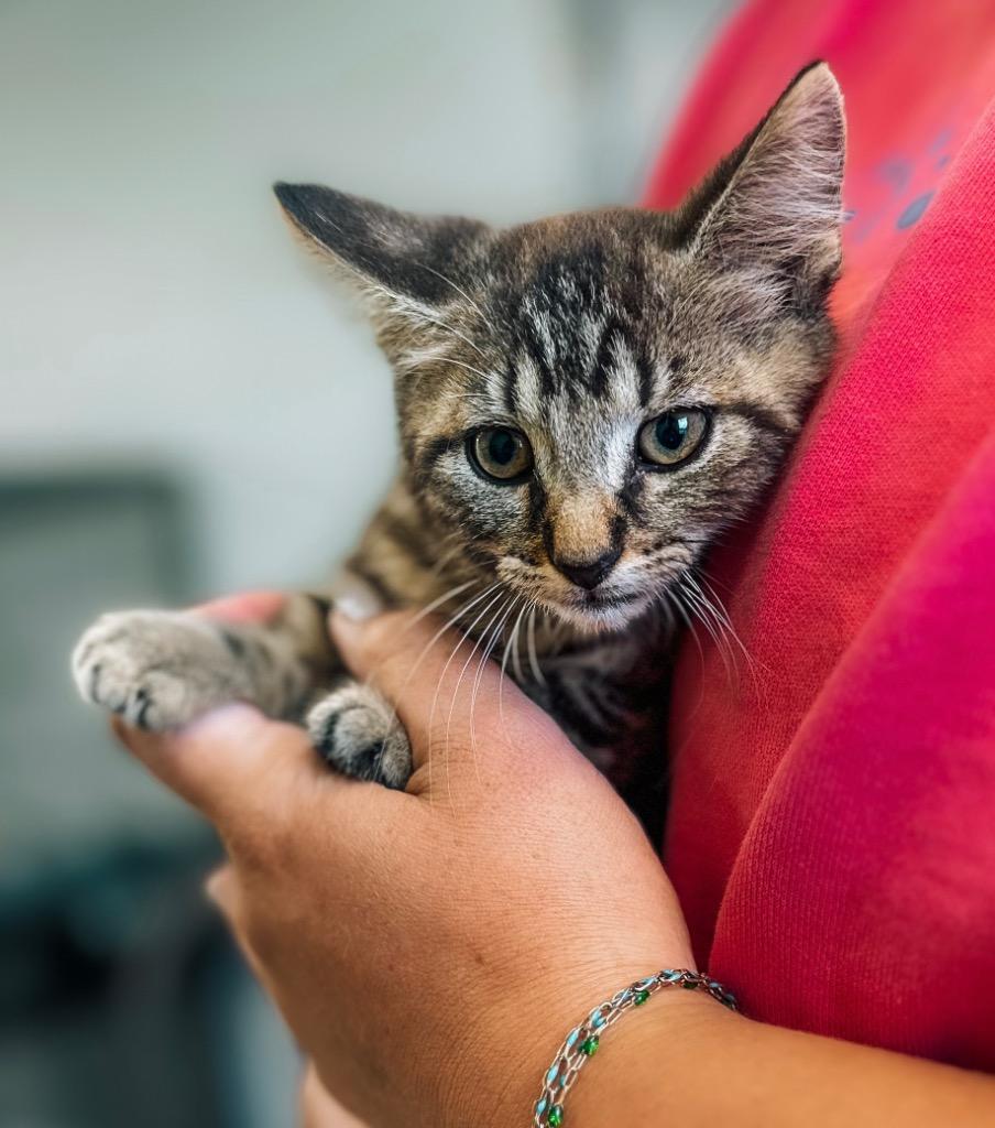 Hector Zeroni, Adopted, Kitten Male Domestic Short Hair.
