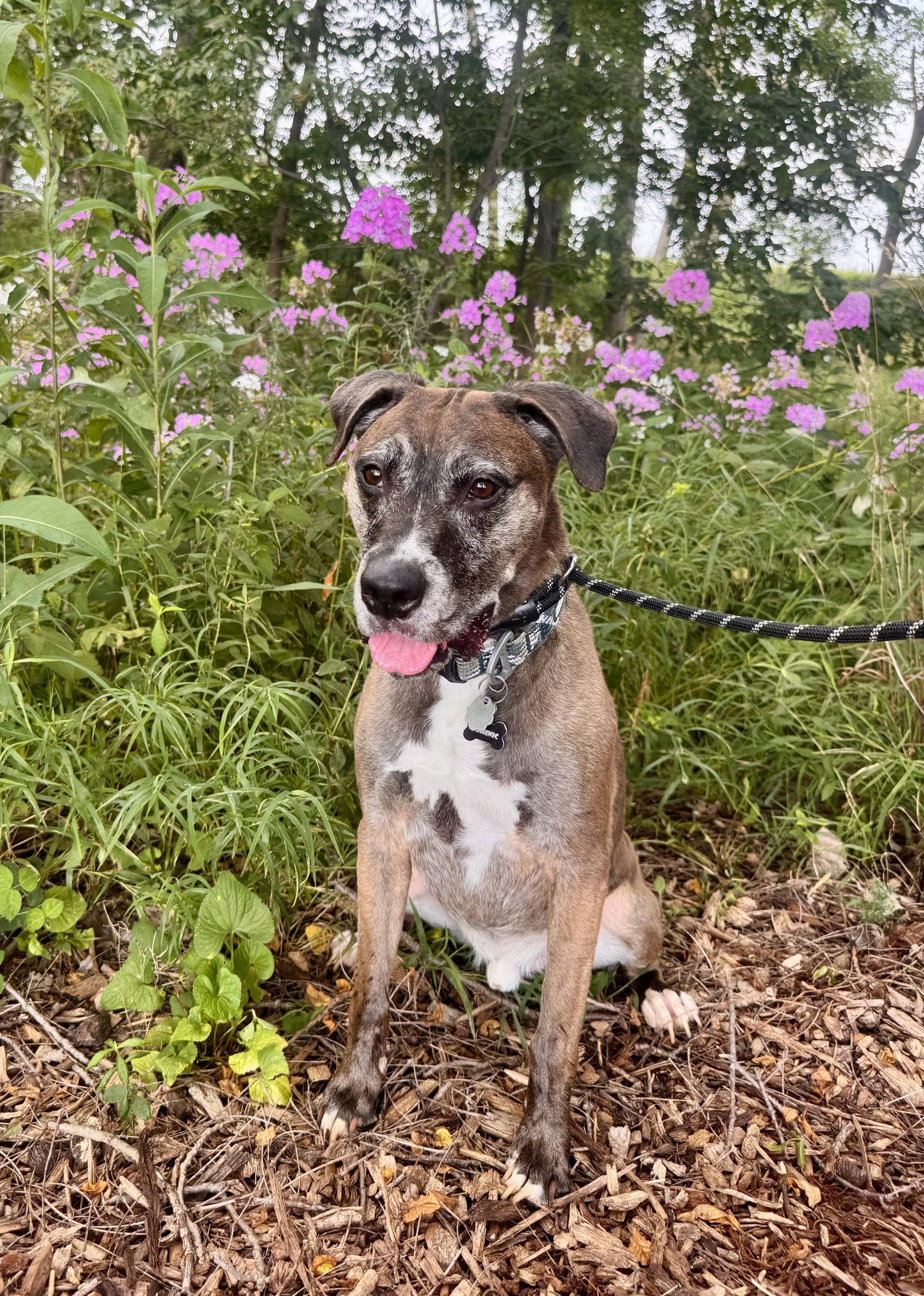 Dominic, Adoptable, Adult Male Bullmastiff & Shepherd.