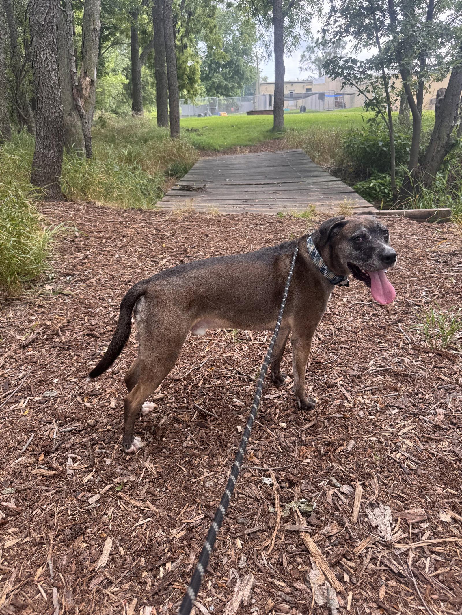 Enlarge Dominic, a Adoptable mixed breed in Williamsburg, IA image 2/3
