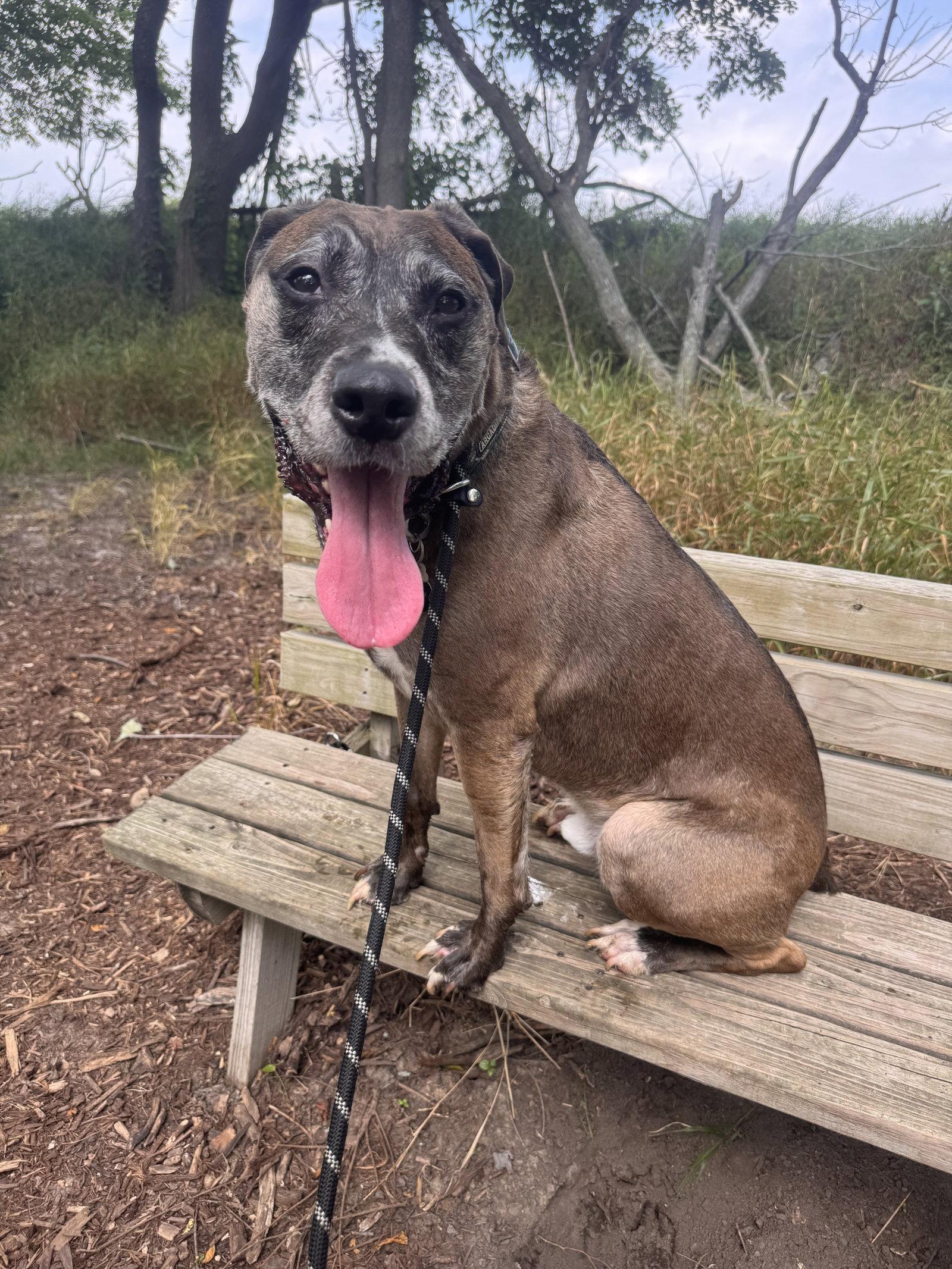 Enlarge Dominic, a Adoptable mixed breed in Williamsburg, IA image 3/3