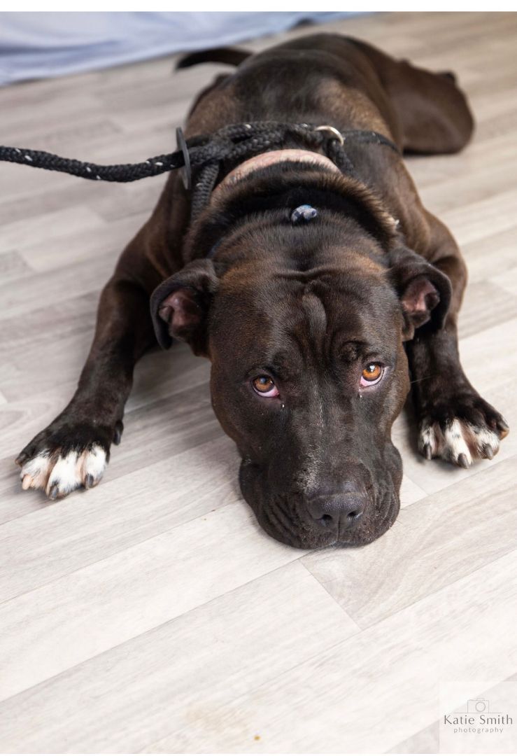 Scooby, Adoptable, Adult Male American Staffordshire Terrier & Boxer.