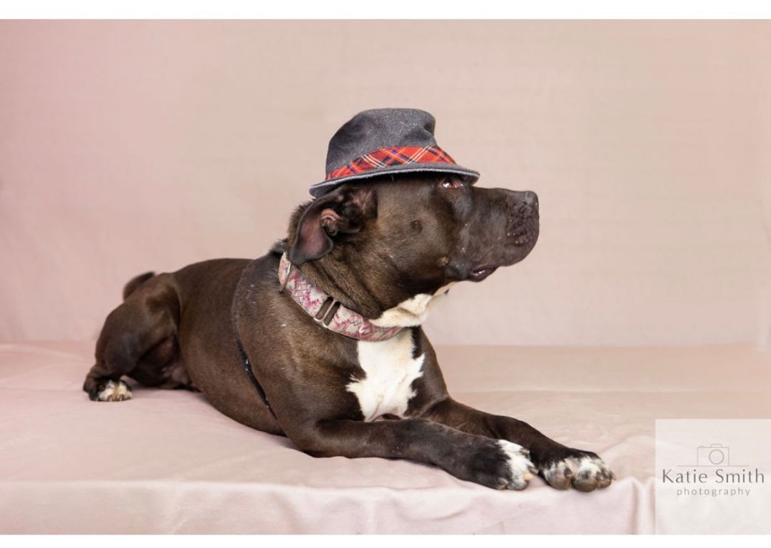 Scooby, a Adoptable mixed breed in Reidsville, NC image 2/11