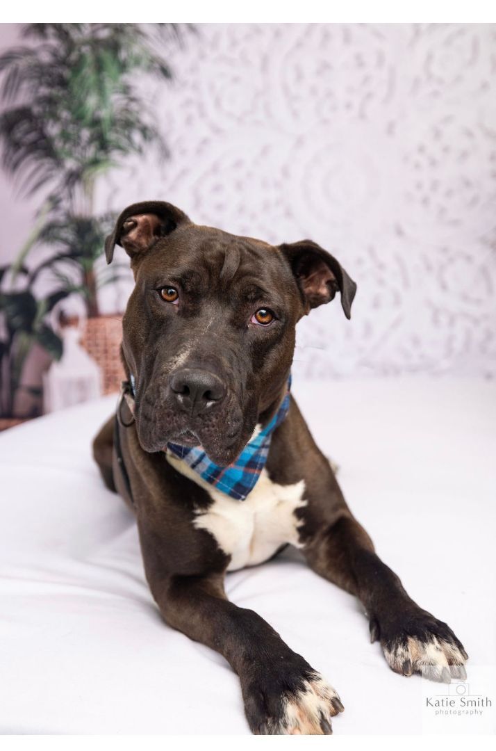 Scooby, a Adoptable mixed breed in Reidsville, NC image 4/11