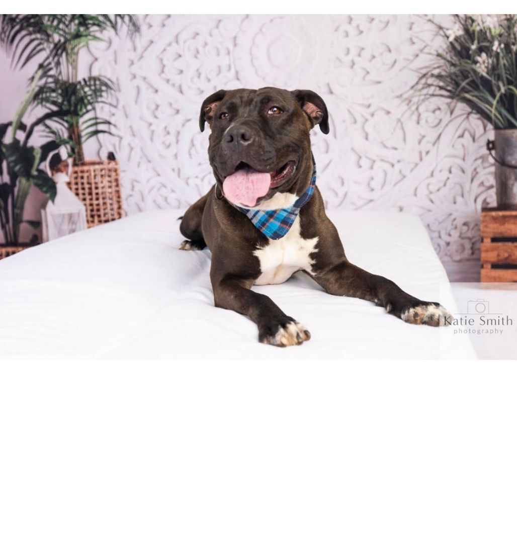 Scooby, a Adoptable mixed breed in Reidsville, NC image 5/11