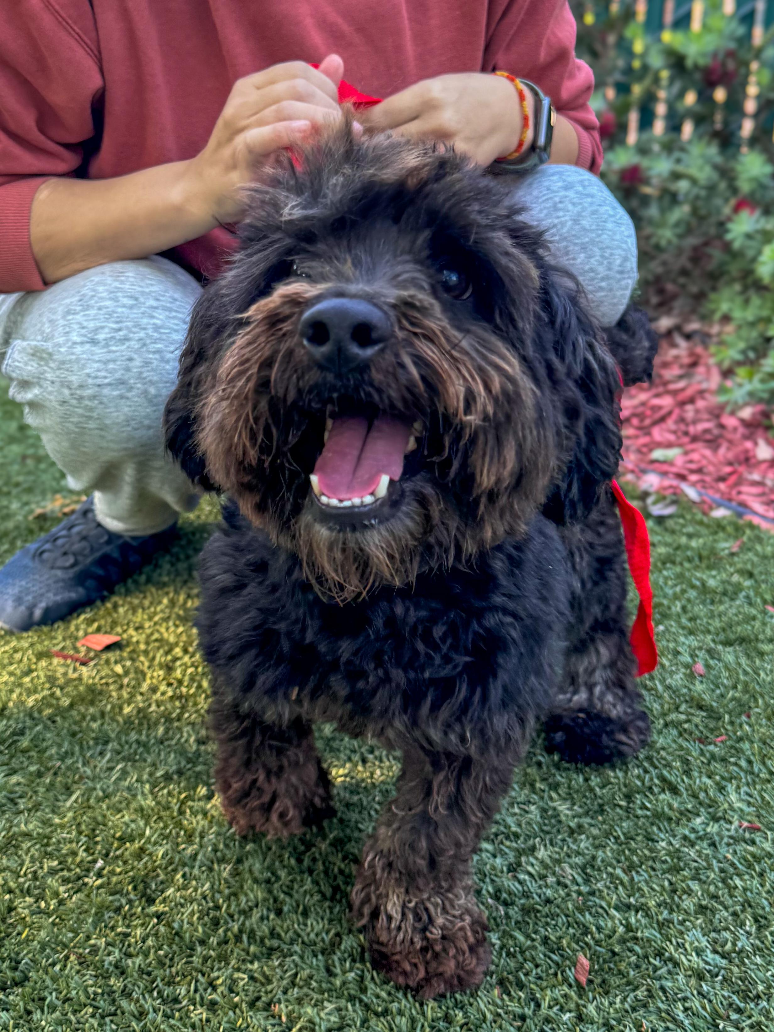 BOLT, Adoptable, Adult Male Poodle.
