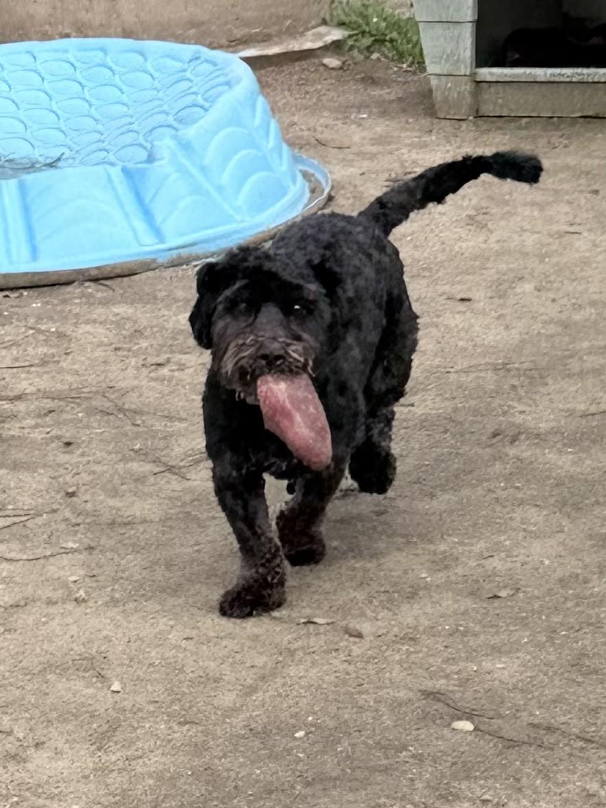 BOLT, Adoptable, Adult Male Poodle.