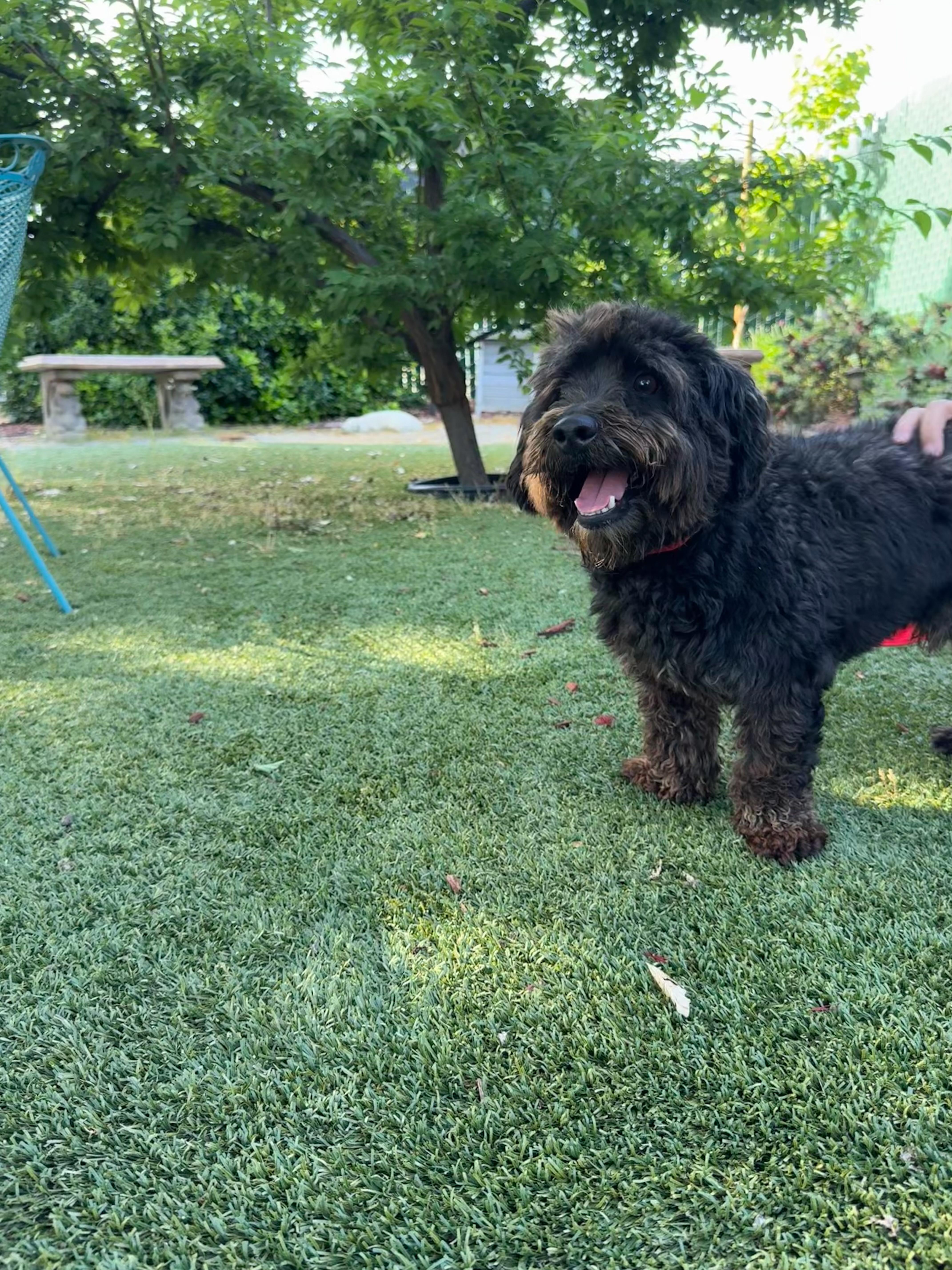 Enlarge BOLT, a Adoptable mixed breed in Fresno, CA image 2/3