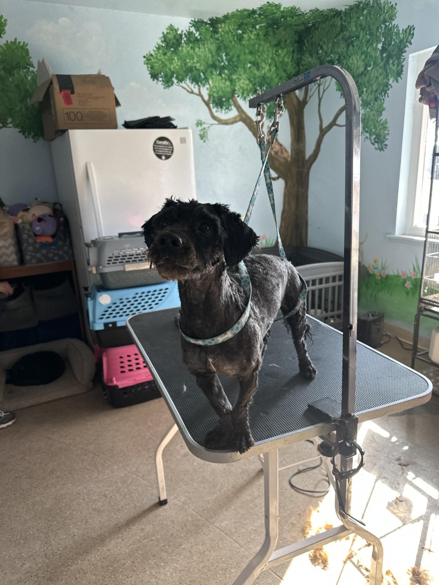 BOLT, a Adoptable mixed breed in Fresno, CA image 2/3