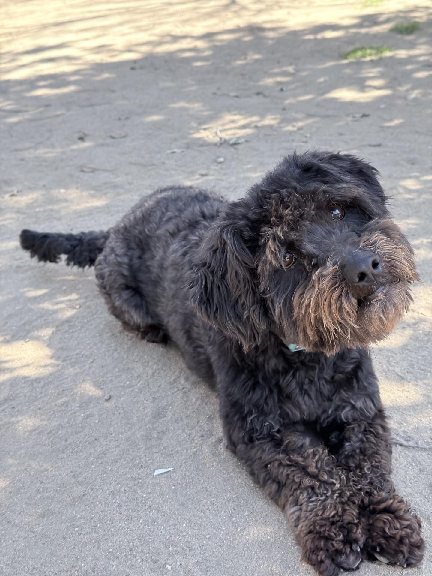 Enlarge BOLT, a Adoptable mixed breed in Fresno, CA image 3/3