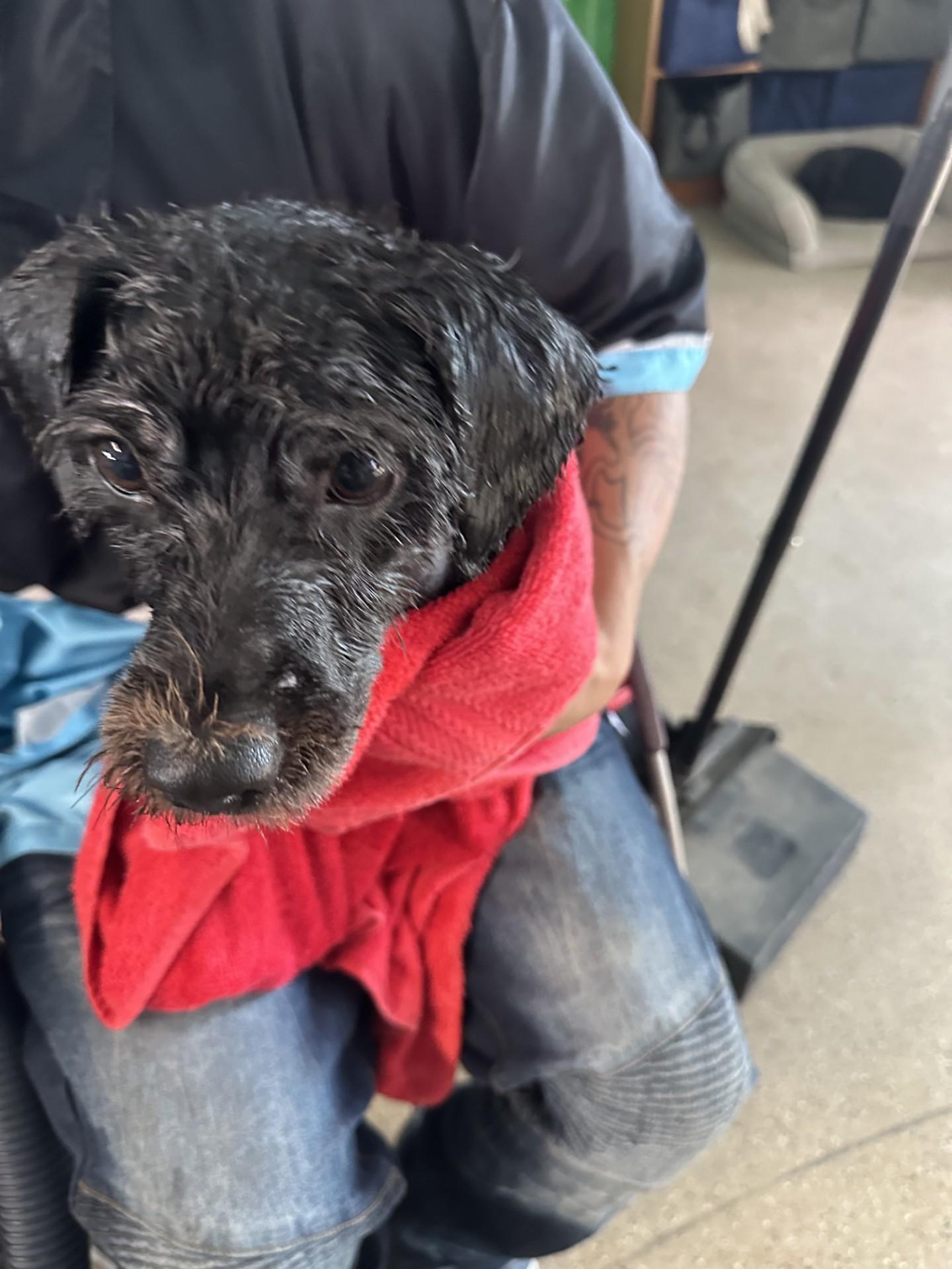 BOLT, a Adoptable mixed breed in Fresno, CA image 3/3