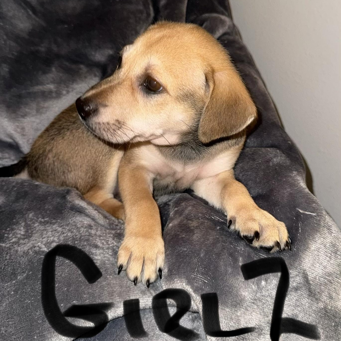 Enlarge PUPPY GIRL 2, an adopted mixed breed in Weatherford, TX image 2/6
