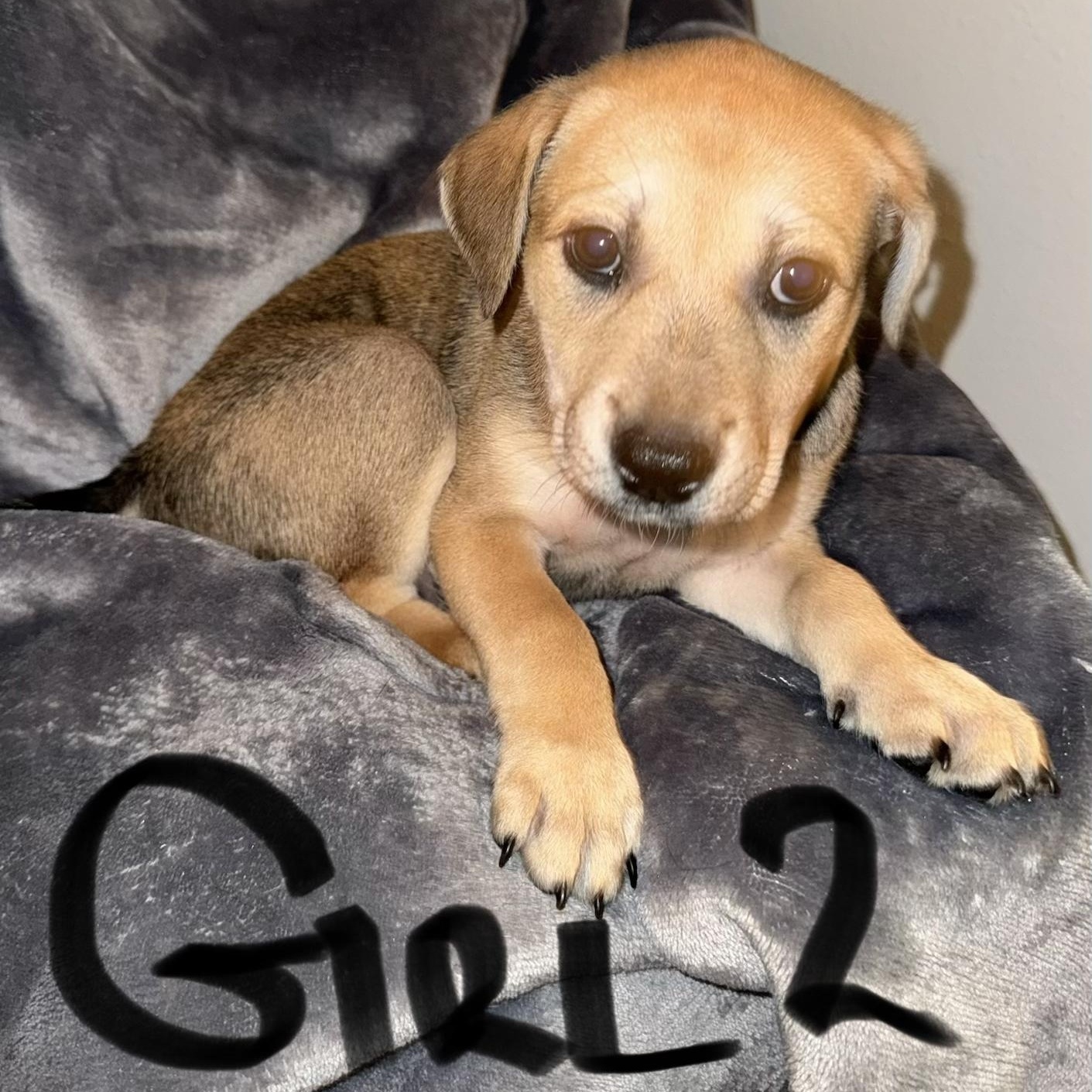 Enlarge PUPPY GIRL 2, an adopted mixed breed in Weatherford, TX image 3/6