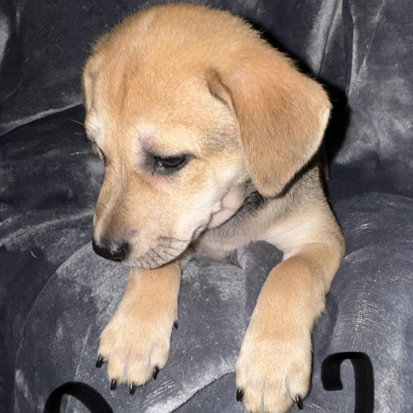 PUPPY GIRL 2, adopted, Puppy Female Pit Bull Terrier & Australian Cattle Dog / Blue Heeler.