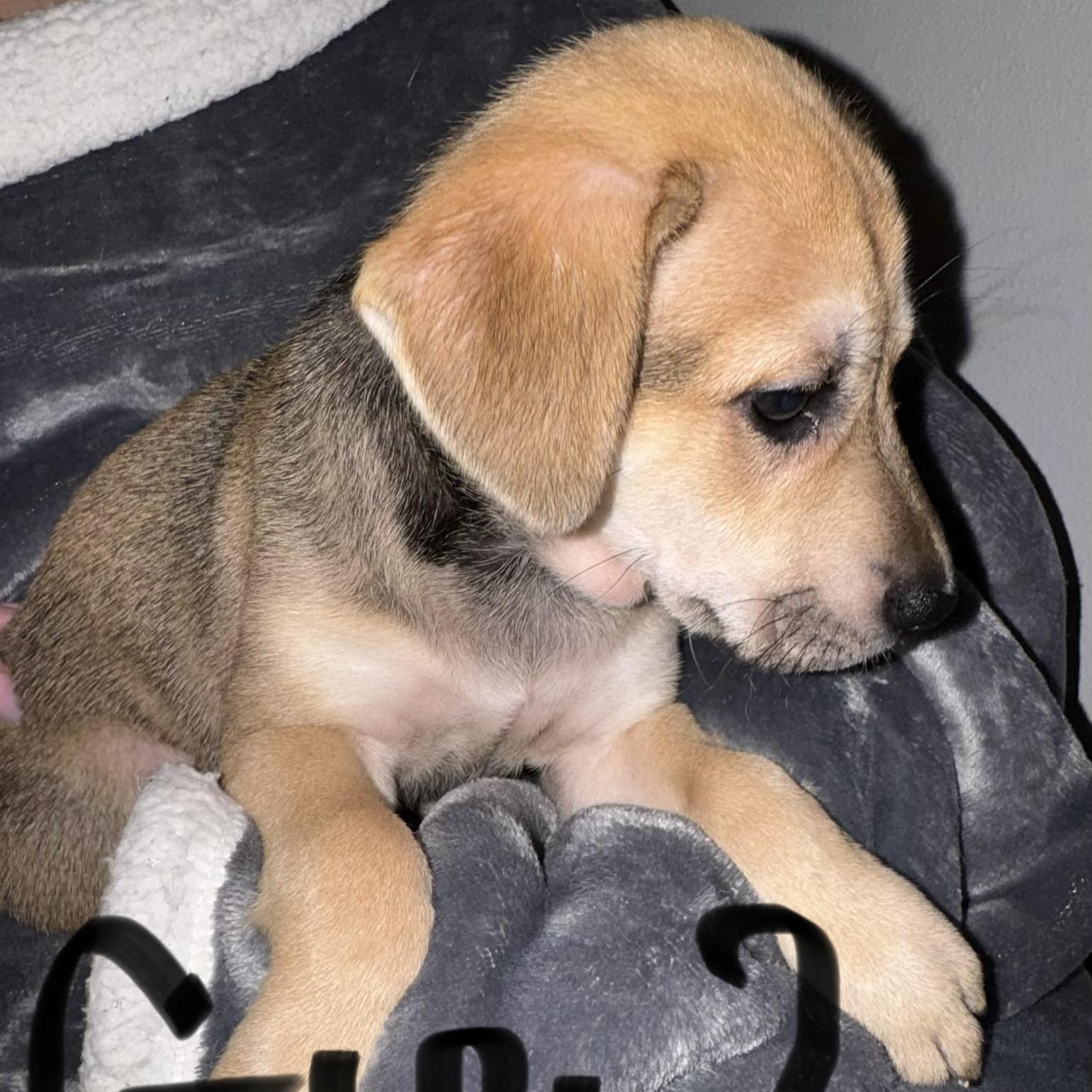 Enlarge PUPPY GIRL 2, an adopted mixed breed in Weatherford, TX image 4/6