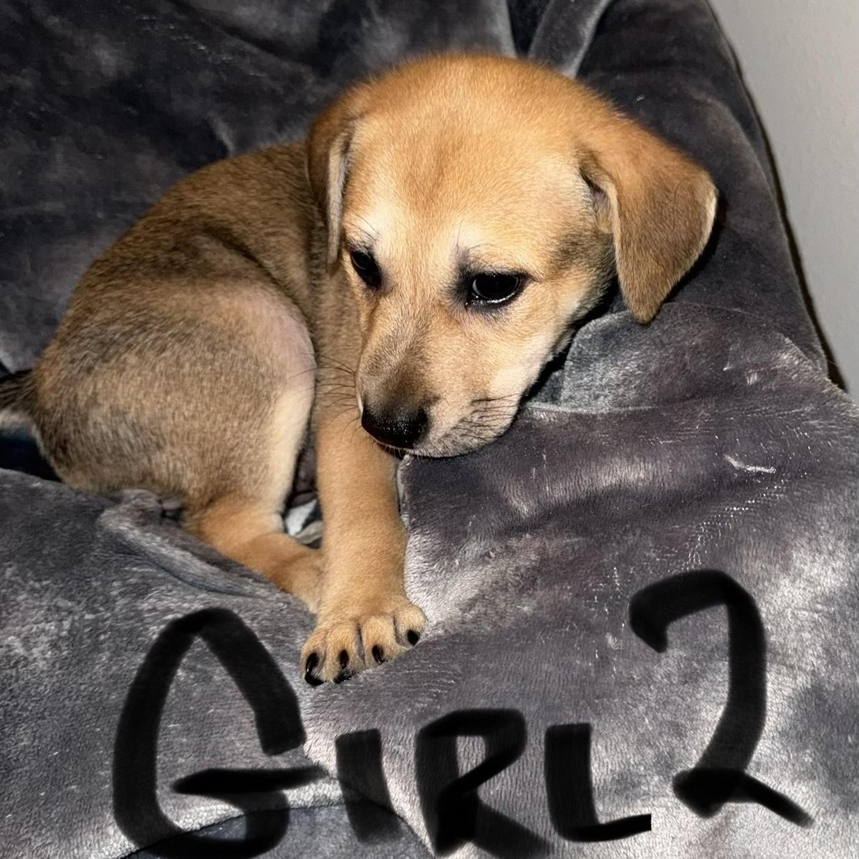 Enlarge PUPPY GIRL 2, an adopted mixed breed in Weatherford, TX image 5/6