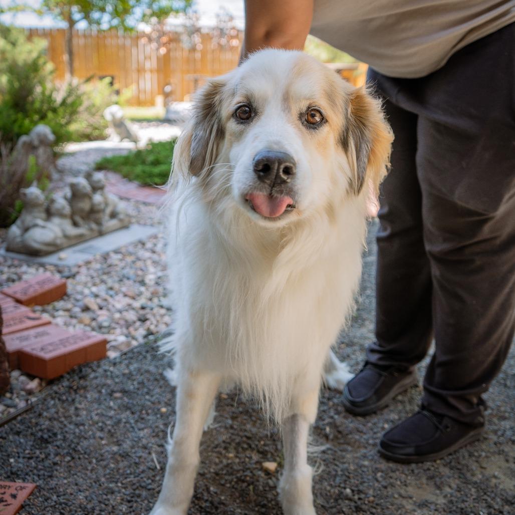 Enlarge Bjorn, a Adoptable Great Pyrenees in Cheyenne, WY image 1/5