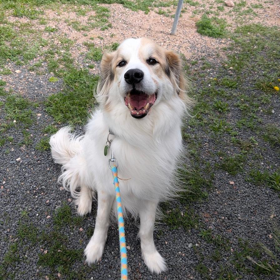Enlarge Bjorn, a Adoptable Great Pyrenees in Cheyenne, WY image 2/5