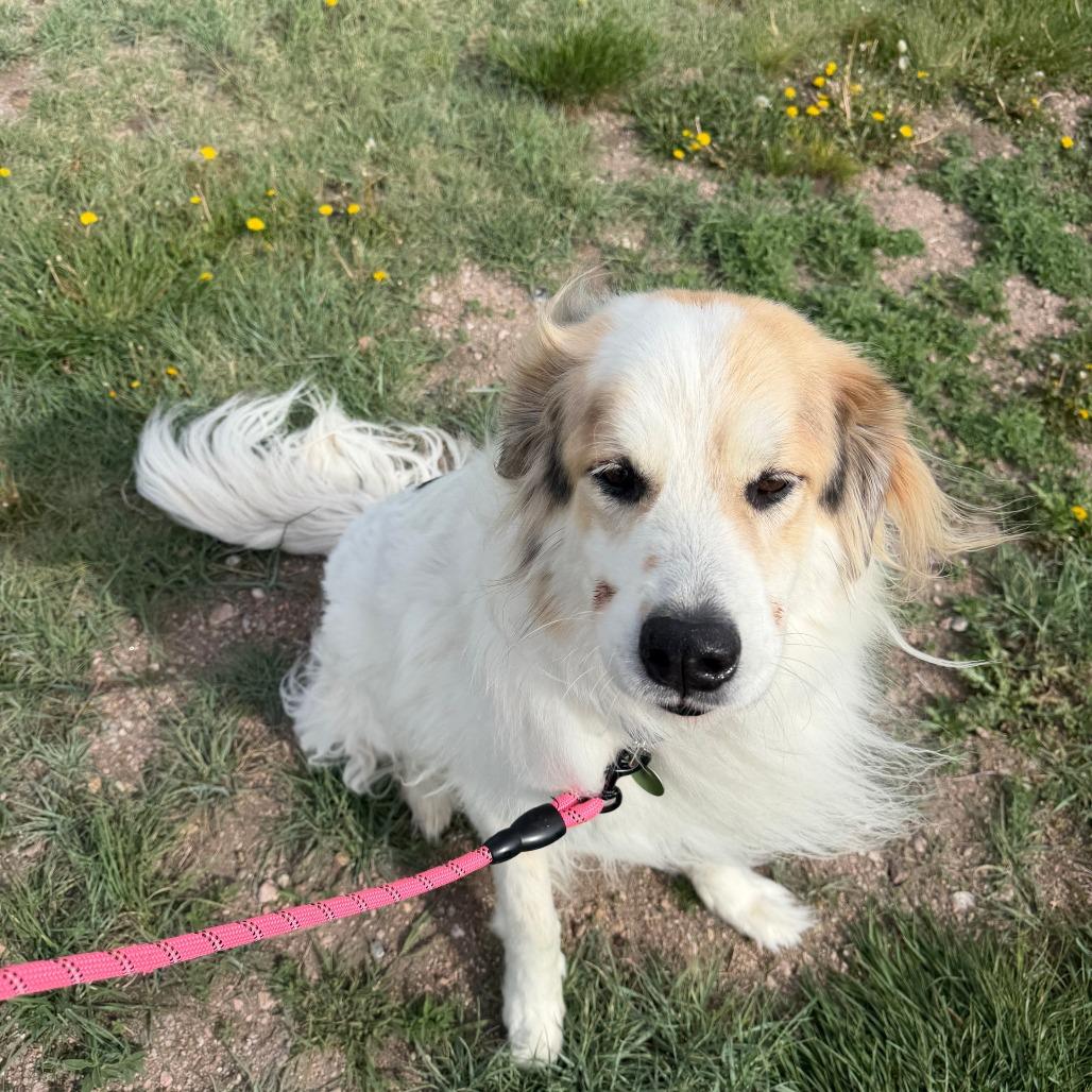 Enlarge Bjorn, a Adoptable Great Pyrenees in Cheyenne, WY image 3/5