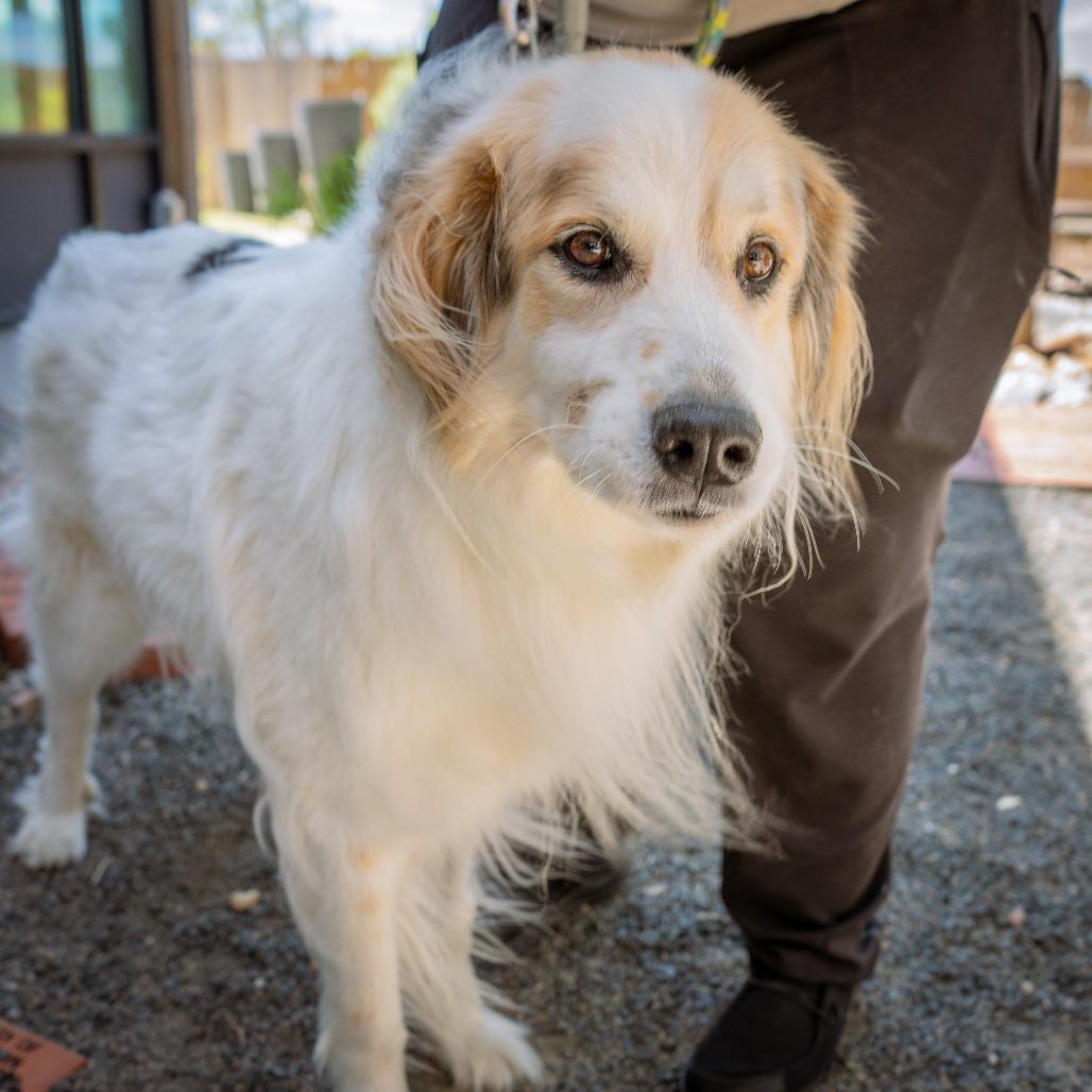 Enlarge Bjorn, a Adoptable Great Pyrenees in Cheyenne, WY image 4/5