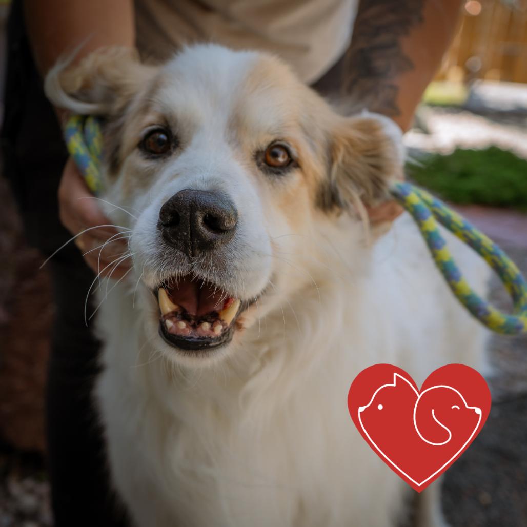 Enlarge Bjorn, a Adoptable Great Pyrenees in Cheyenne, WY image 5/5