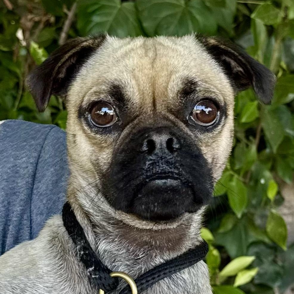 Peabody Pug Dog