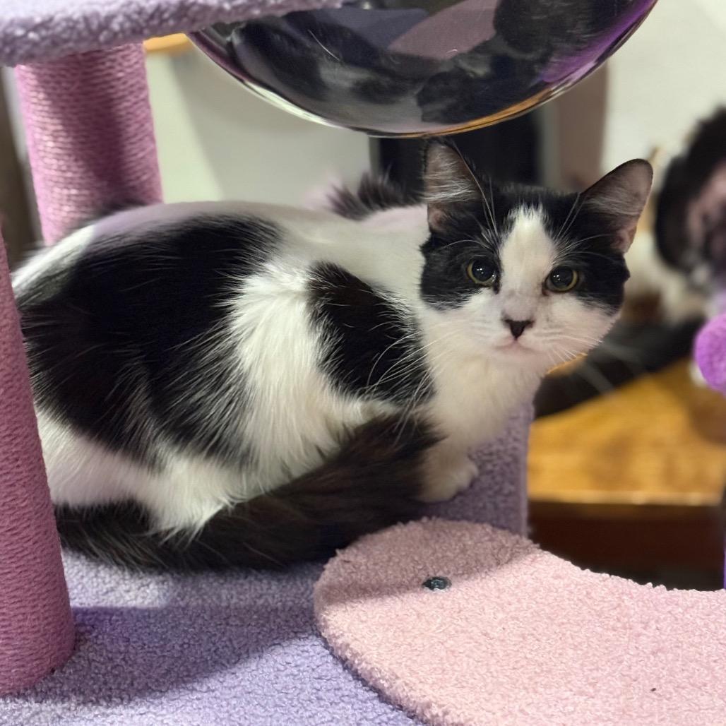 Ma Petite, Adoptable, Young Female Domestic Medium Hair.