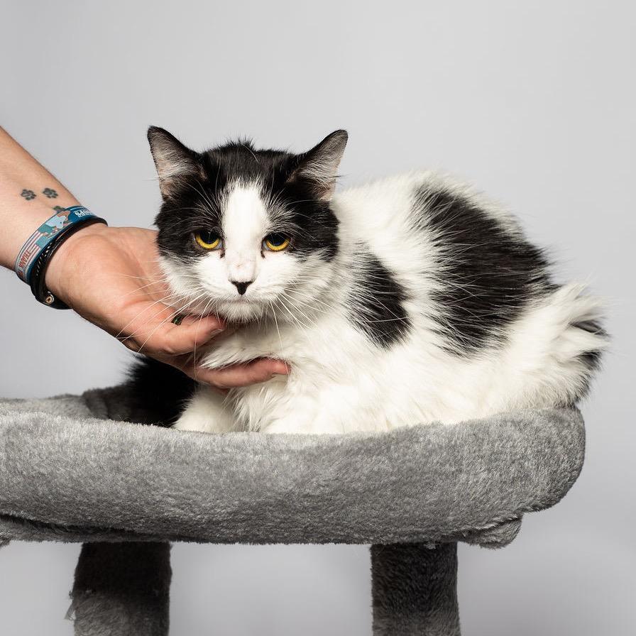 Ma Petite, a Adoptable Domestic Medium Hair in Port Richey, FL image 2/6
