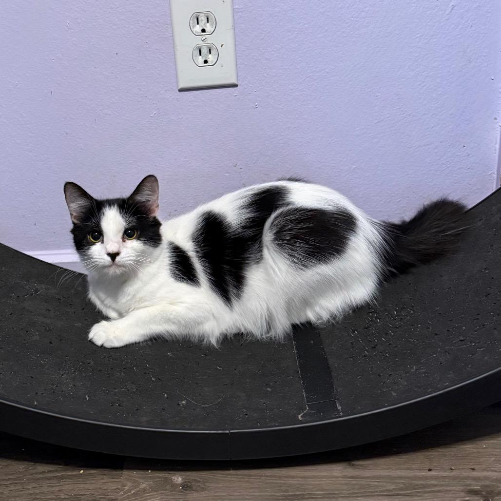 Ma Petite, a Adoptable Domestic Medium Hair in Port Richey, FL image 3/6