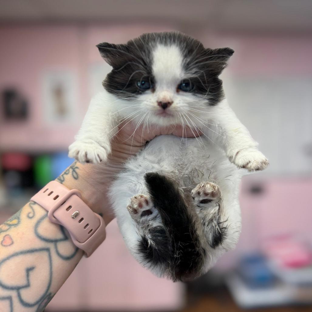 Ma Petite, a Adoptable Domestic Medium Hair in Port Richey, FL image 4/6