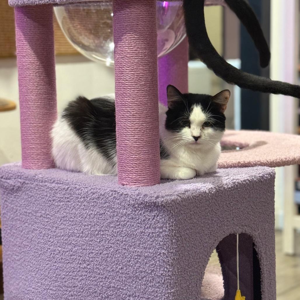 Ma Petite, a Adoptable Domestic Medium Hair in Port Richey, FL image 5/6