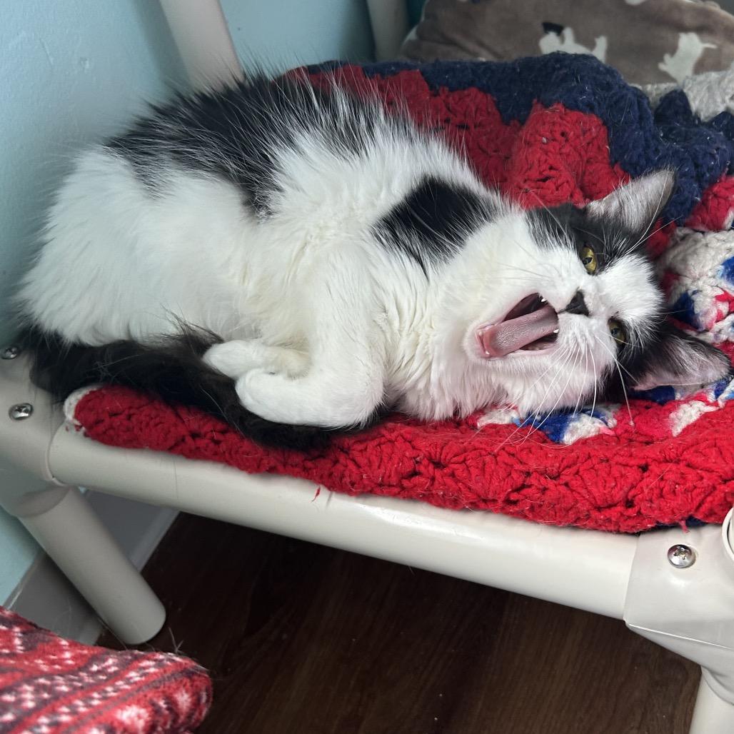 Ma Petite, a Adoptable Domestic Medium Hair in Port Richey, FL image 6/6