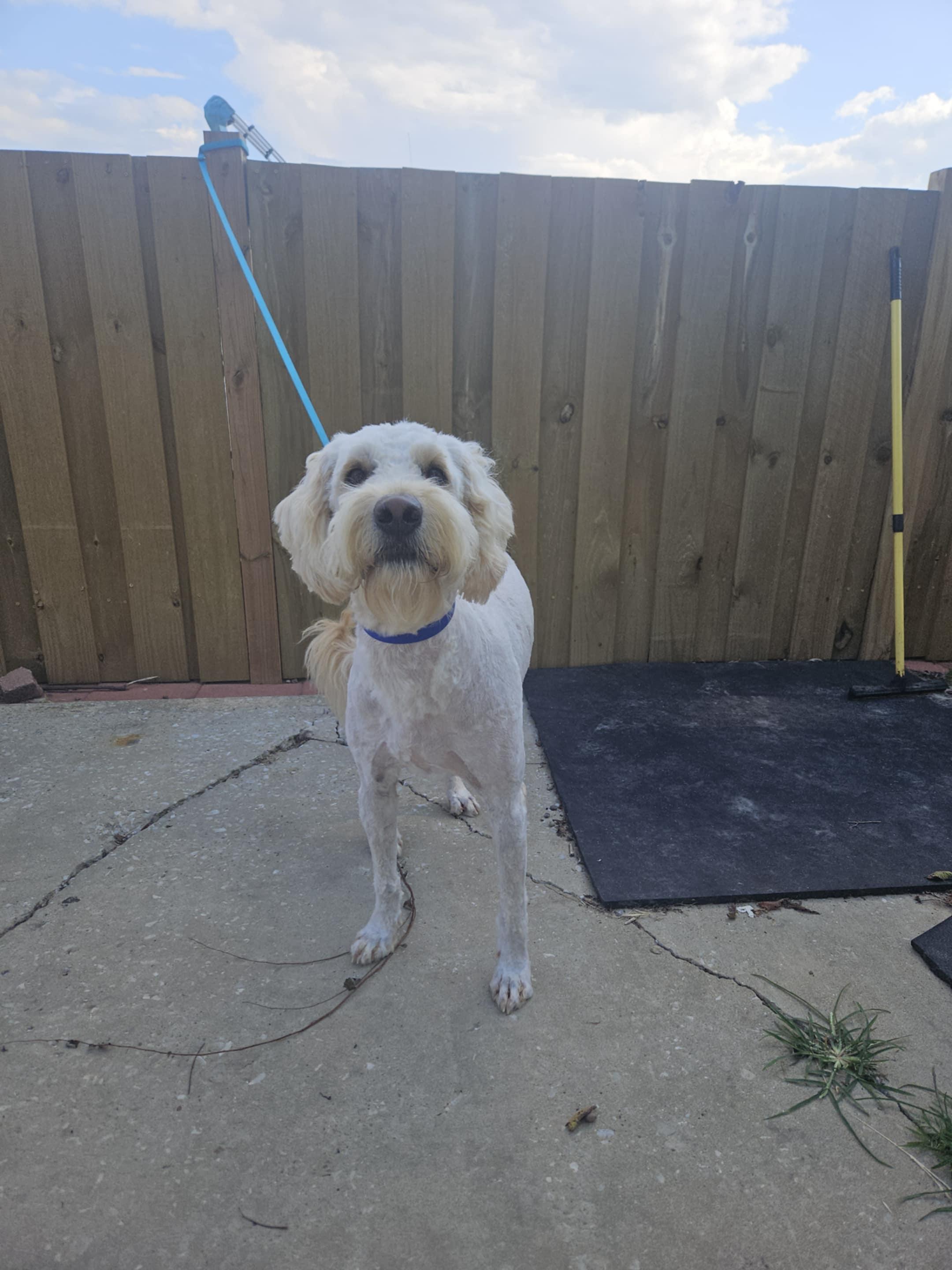Enlarge Odin, a Adopted Goldendoodle in Corydon, IN image 1/4