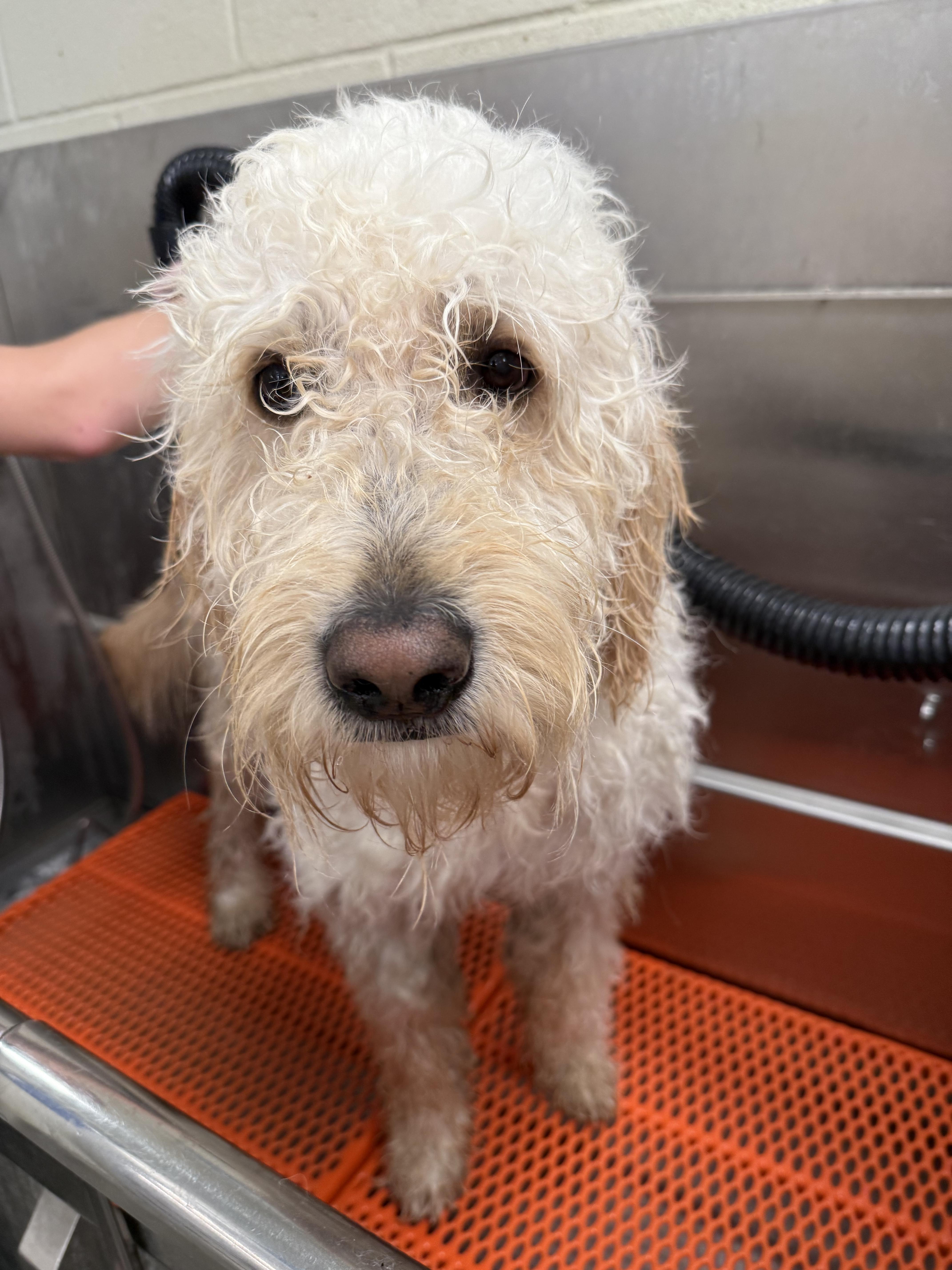 Odin, Adopted, Young Male Goldendoodle.
