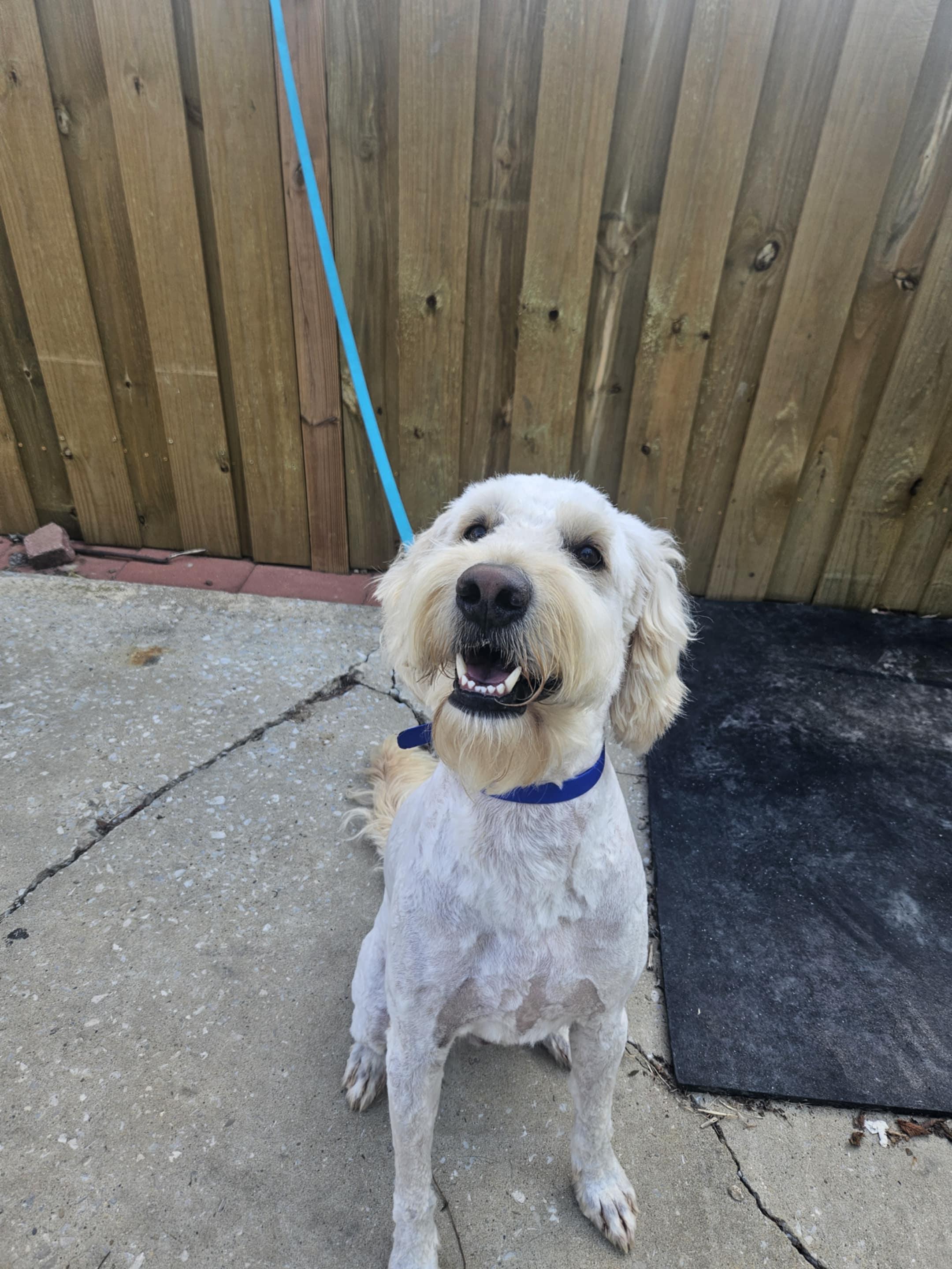 Odin, Adopted, Young Male Goldendoodle.
