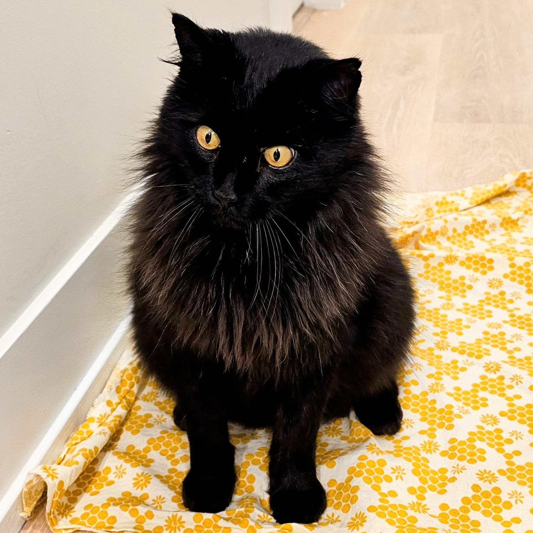 Enlarge Tucker, a ADOPTABLE Domestic Long Hair in Chicago, IL image 5/6