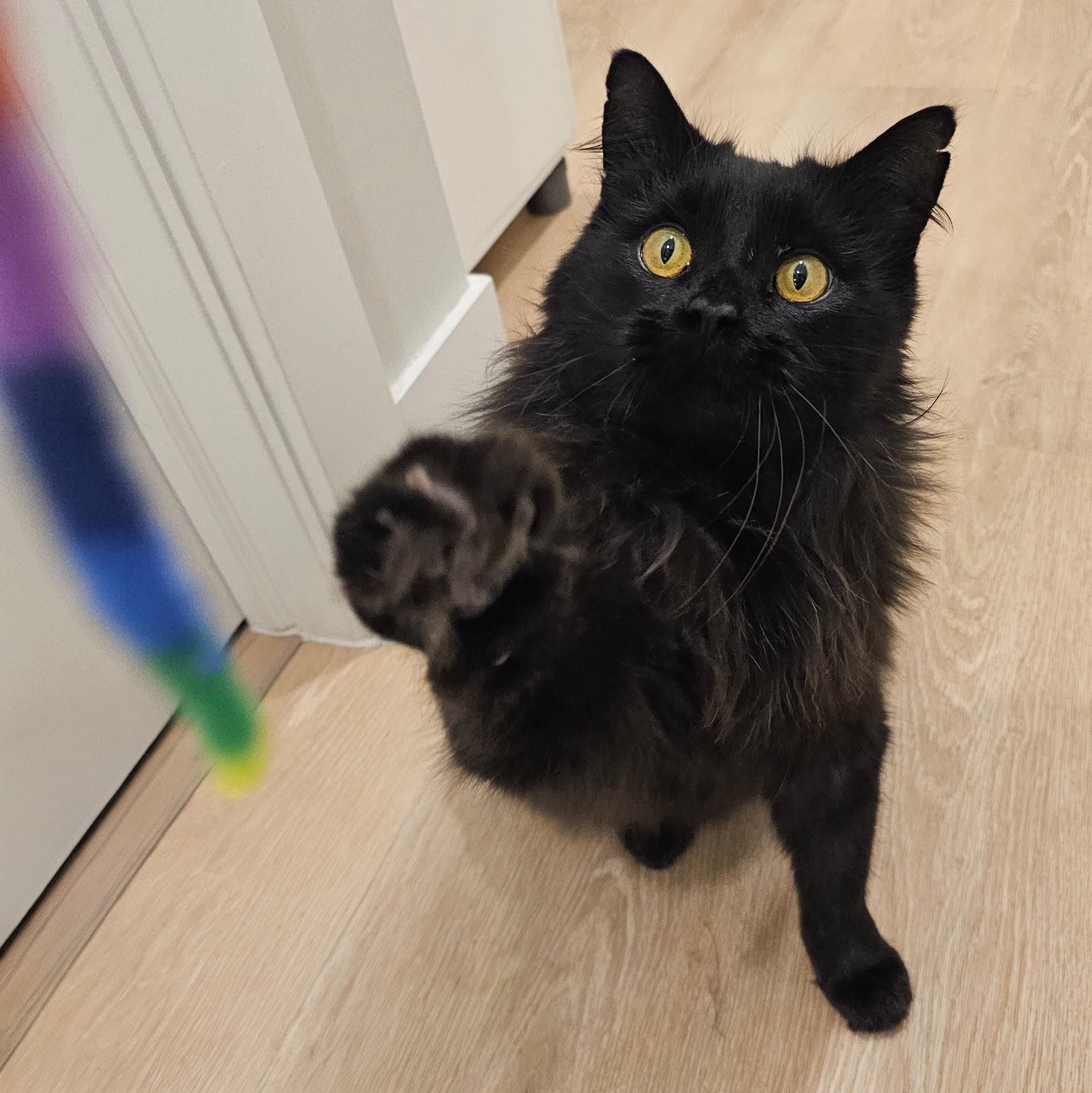 Enlarge Tucker, a ADOPTABLE Domestic Long Hair in Chicago, IL image 3/6