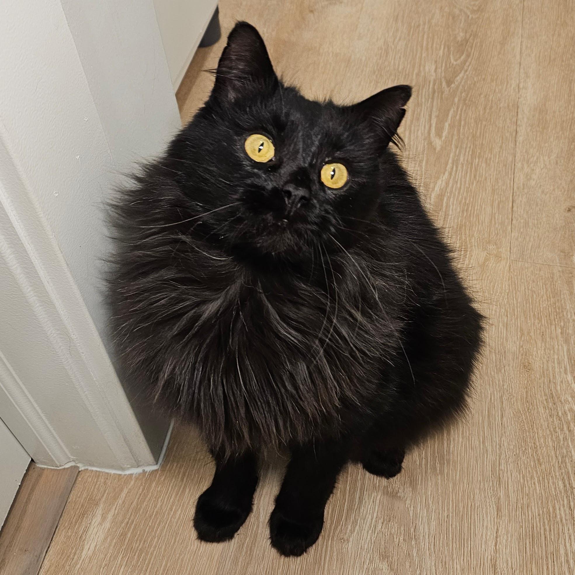 Tucker, ADOPTABLE, Adult Male Domestic Long Hair.