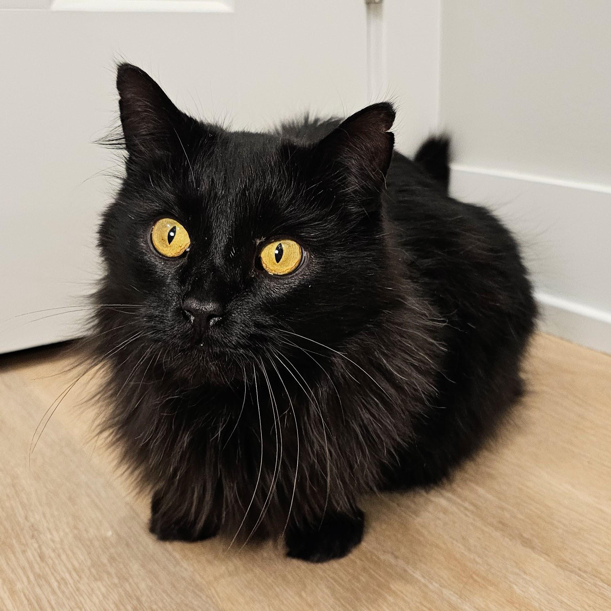 Enlarge Tucker, a ADOPTABLE Domestic Long Hair in Chicago, IL image 6/6
