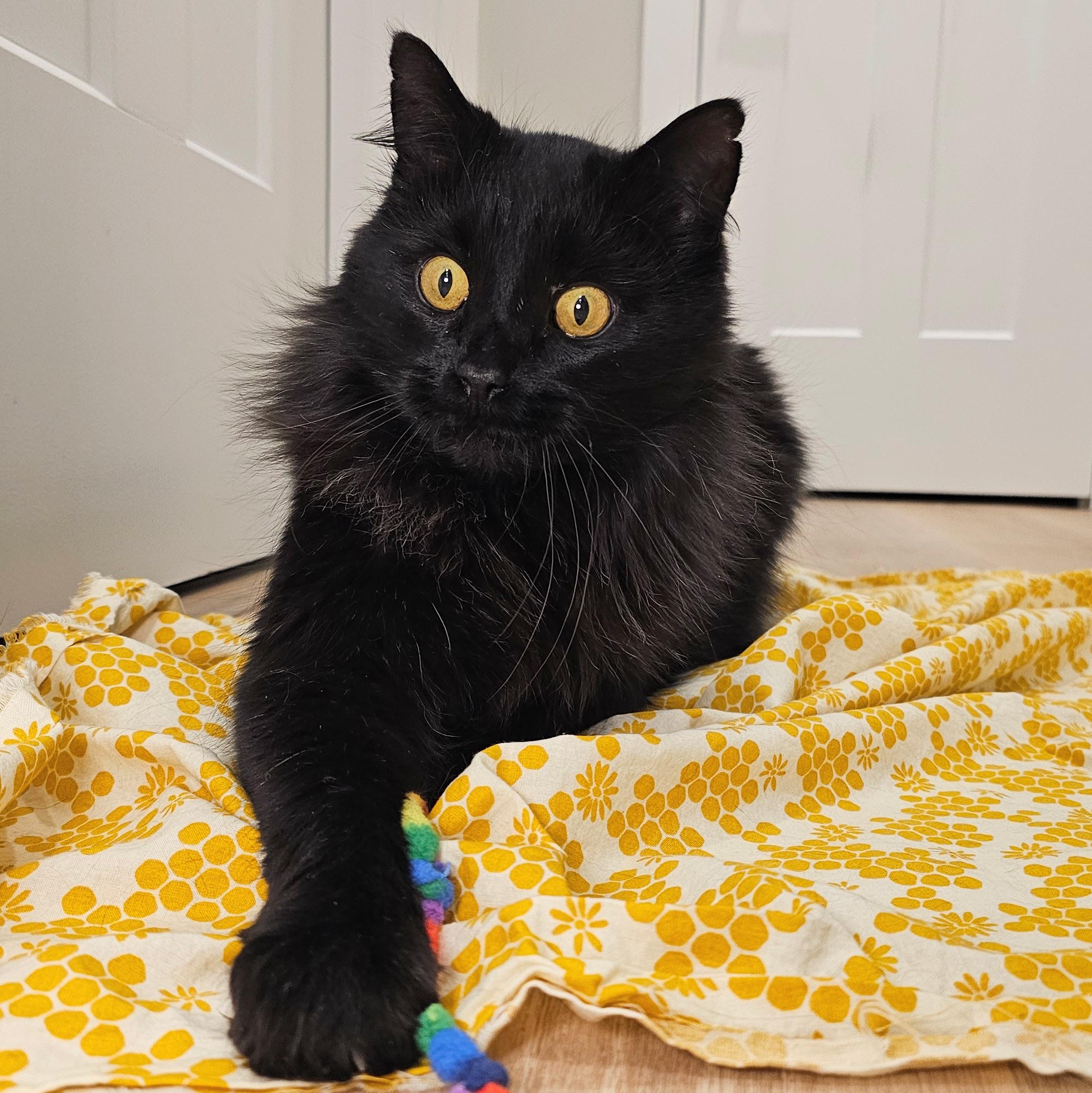 Enlarge Tucker, a ADOPTABLE Domestic Long Hair in Chicago, IL image 2/6