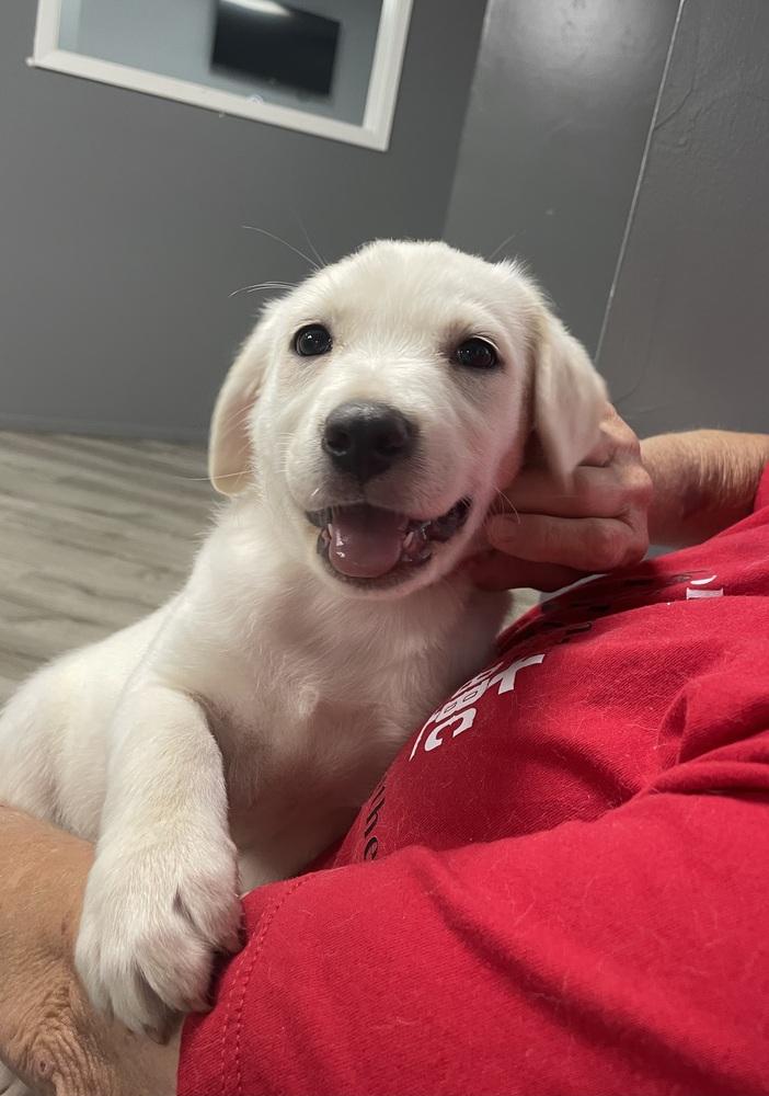 Columbu / Dolly, Adopted, Puppy Female Labrador Retriever & Mixed Breed.