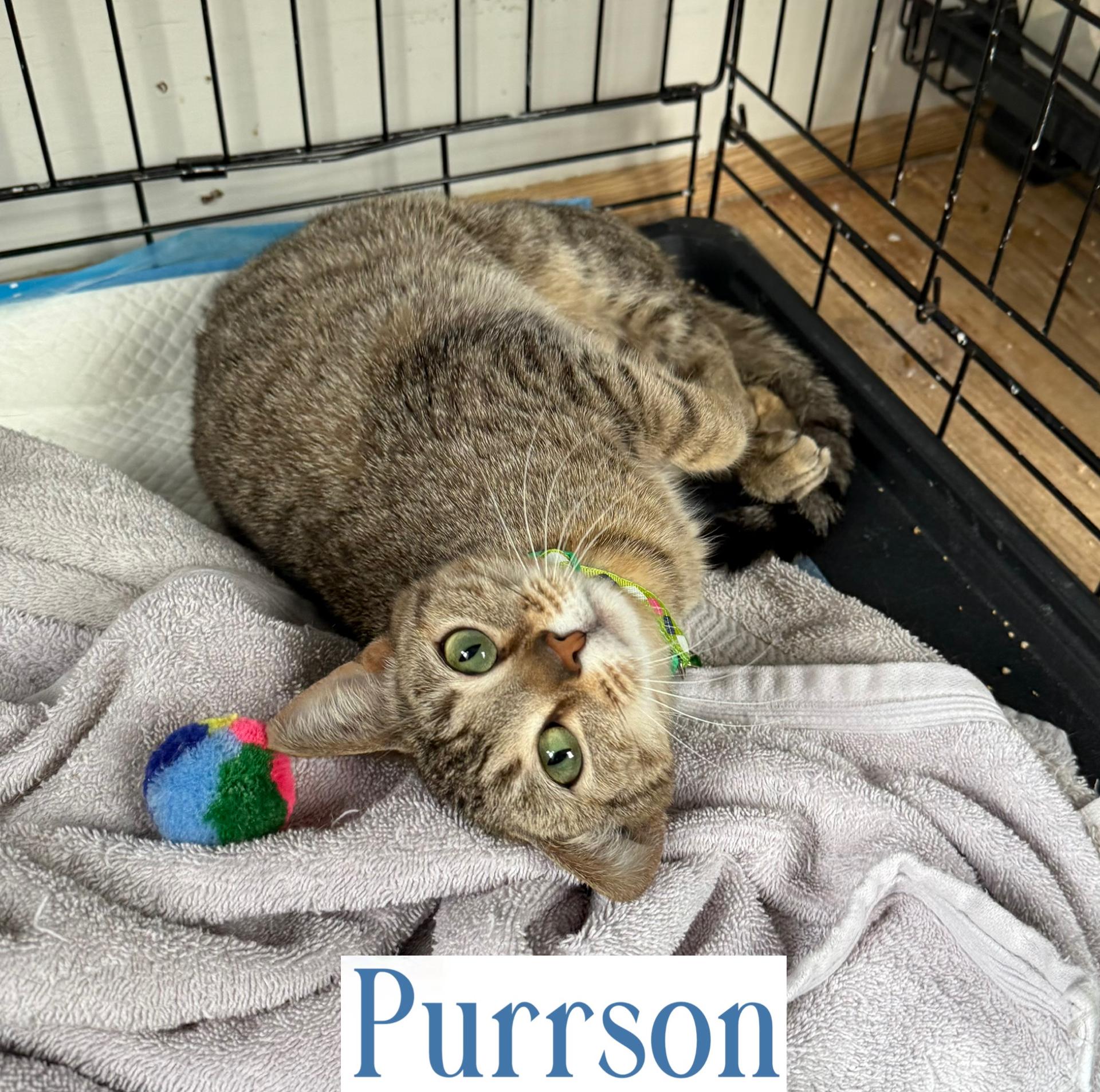 Purrson photo 1