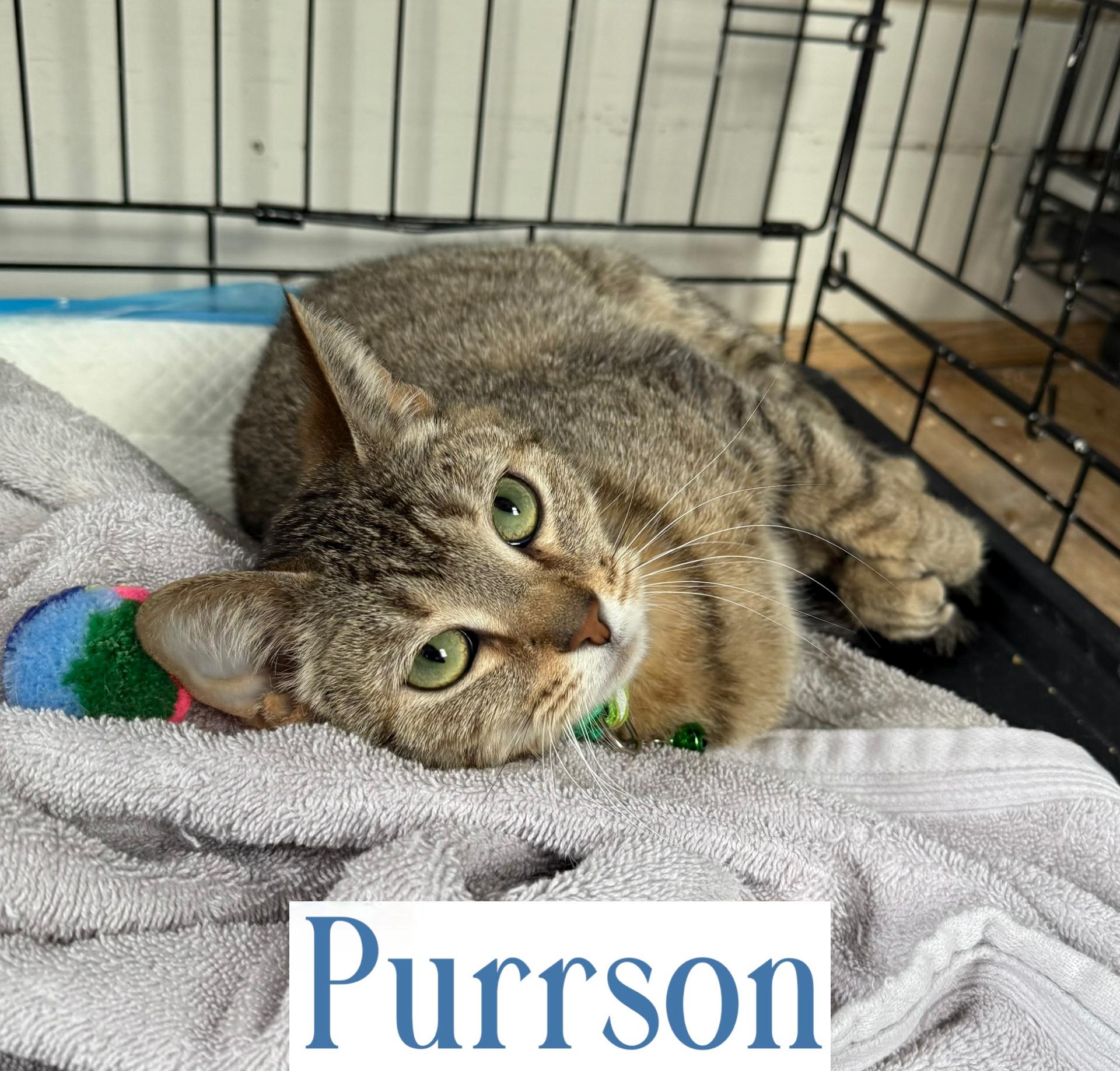 Purrson thumbnail 3