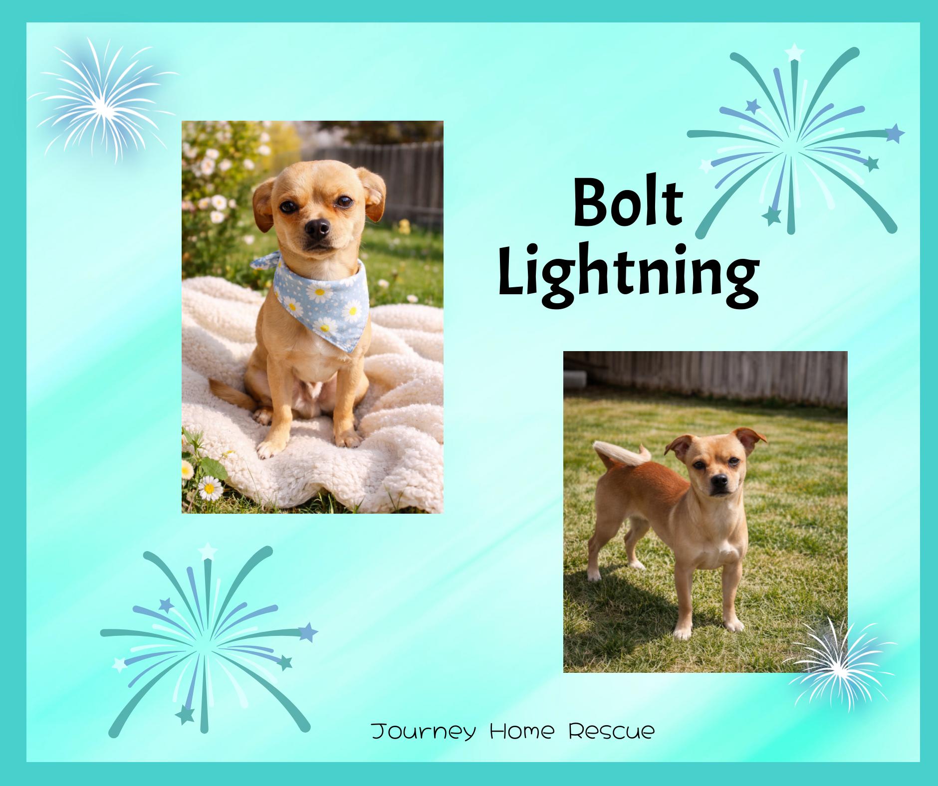 Bolt Lightening, ADOPTABLE, Young Male Chihuahua.