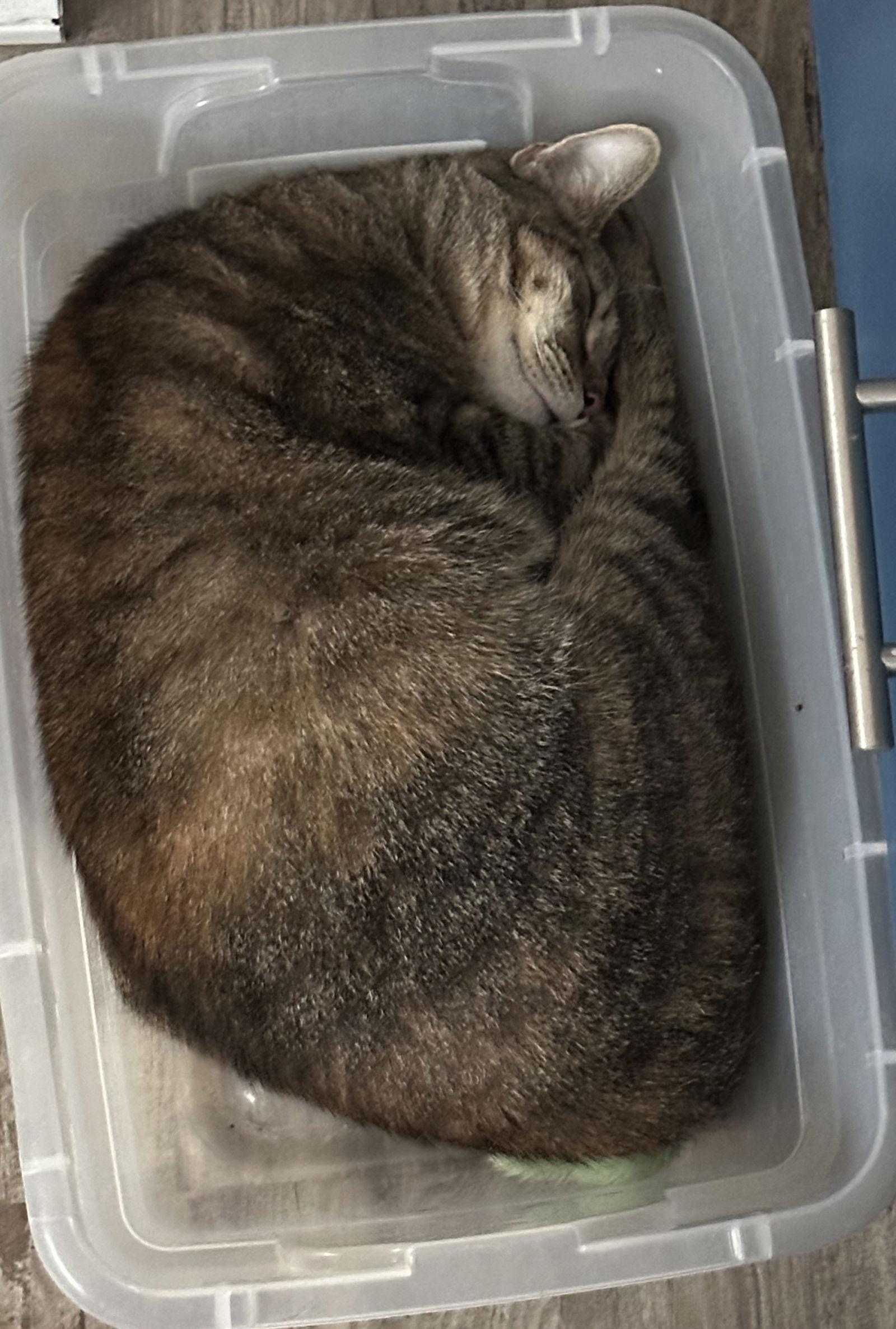 Enlarge KATNESS, a Adoptable Domestic Short Hair in Northfield, OH image 1/3