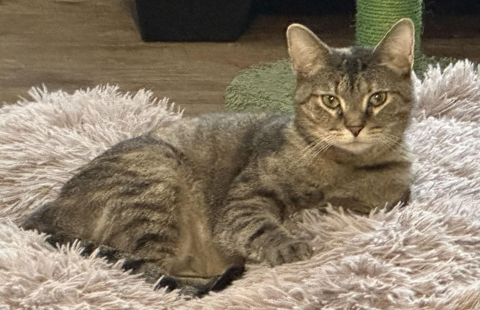 Enlarge KATNESS, a Adoptable Domestic Short Hair in Northfield, OH image 2/3