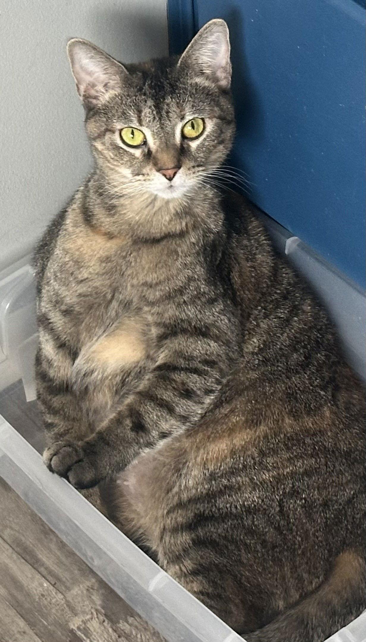 Enlarge KATNESS, a Adoptable Domestic Short Hair in Northfield, OH image 3/3