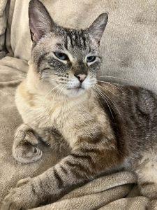 Enlarge Pookie, a Adoptable Domestic Short Hair image 1/1